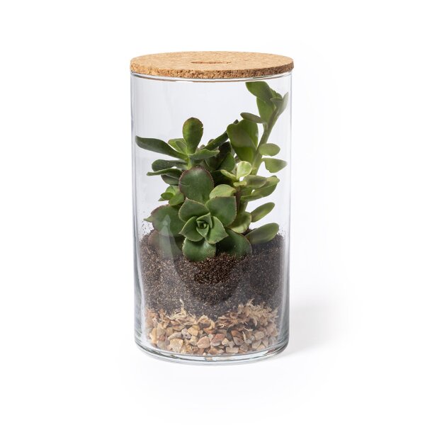 Terrarium Anymak